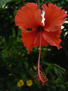 Fleur d'hibiscus Togo