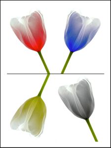 4-tulipes-avec-cadre-V2-copie.jpg