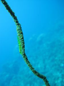 gobie, corail tige IMG_4244.jpg