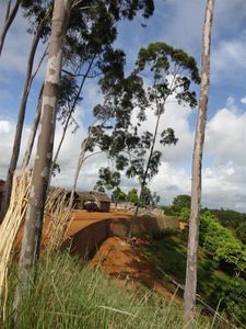 2-arbres-a-abattre.JPG