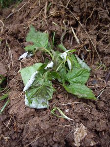 18052010-002.JPG