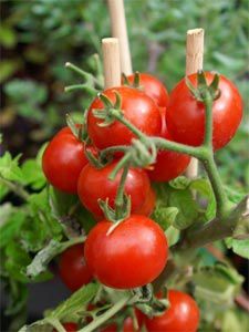 tomates-cerise-DR.jpg