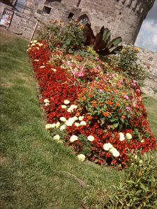 Fleurs-du-chateau-de-Dinan-2.JPG