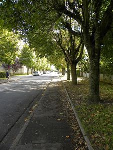 Arbre aux étourneaux