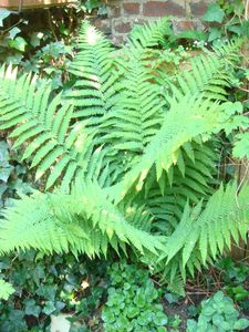 jardin fougeres