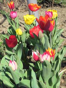 tulipes kl