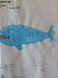 BAML la baleine