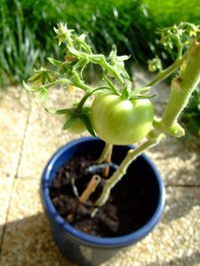 Blog-tomates-Aldi-cultiver-tomates-en-pot-soleil.jpg