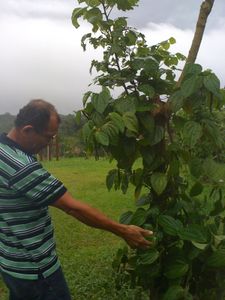 Cocle 1103