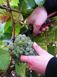 Vendanges--2-.jpg