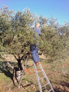 2010 12 04 Ramassage des olives (0)