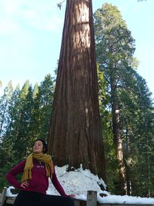 sequoia national parc 028