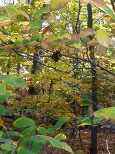 Les couleurs de l'automne10