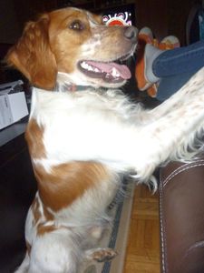 Un amour de chien8