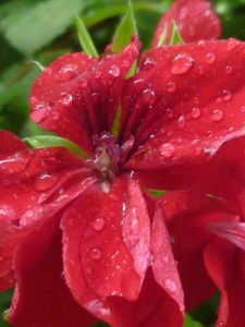 Géraniums sous la pluie8