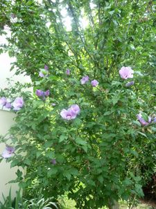 Mes hibiscus10