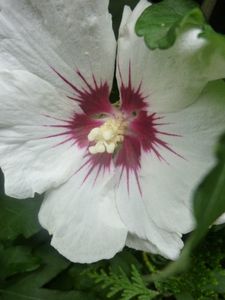 Mes hibiscus14
