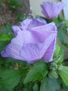 Mes hibiscus4