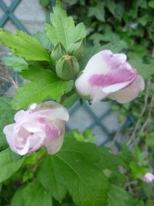Mes hibiscus7