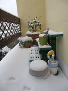 Mon jardin sous la neige8