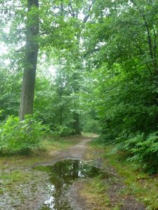 Après l'orage2