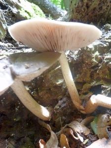 Champignons2