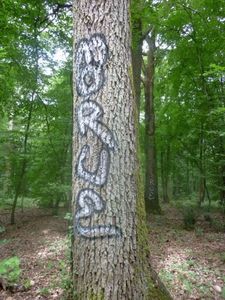 Tags en forêt2
