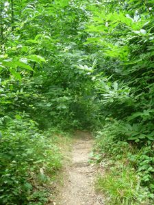 Tags en forêt21