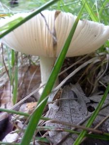Champignons14