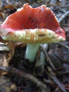 Champignons15