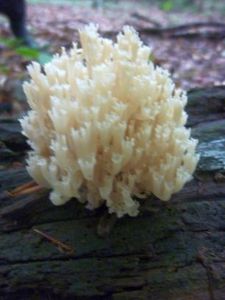 Champignons17