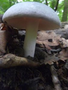 Champignons21