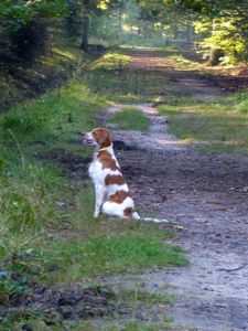 Filou dans la brume14