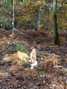 La forêt quand tu nous tiens4