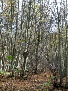 Une ambiance à la Blair Witch5