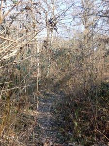 De la glace en forêt16