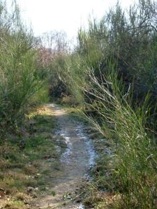 De la glace en forêt17