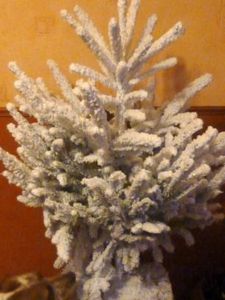 Sapin blanc