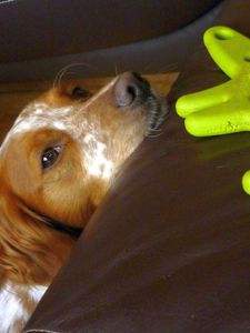 Un temps de chien9