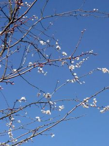 Cerisier-en-fleurs.jpg