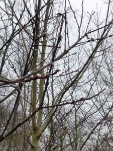 Des bourgeons2