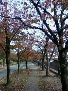 feuilles-d-automne-3-.jpg