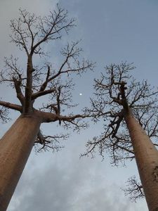 L allée des baobabs (14) (Small)