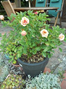 DSCN0467