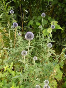 echinops