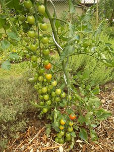 tomates ceises