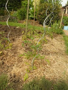 tomates