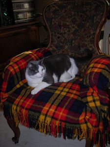 Photo 006
