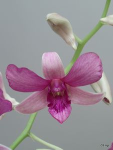 Orchidee-8.JPG