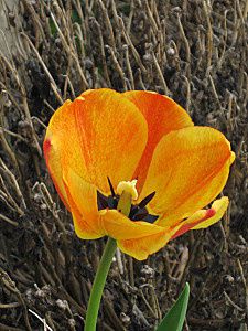 tulipes--3-.jpg